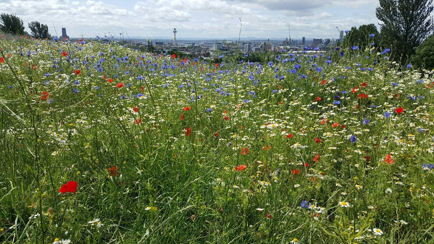 Everton Wildflower. Photo by Pamela Sullivan