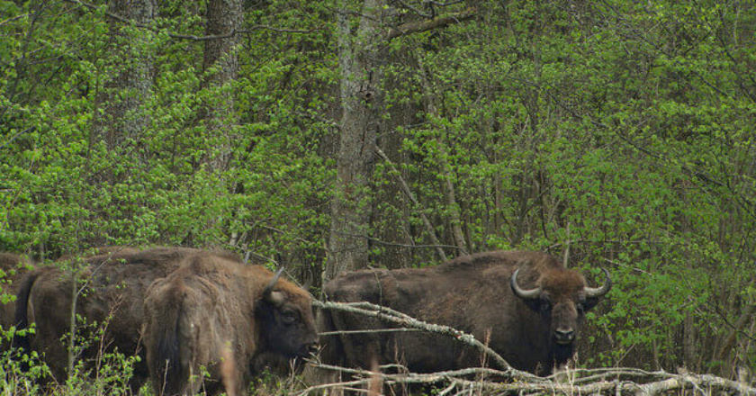 Białowieża_ Forest_Poland